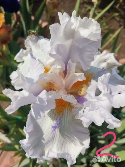 Ирисы бородатые сортовые