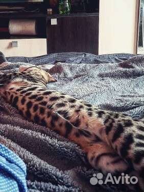 Бенгальский кот вязка