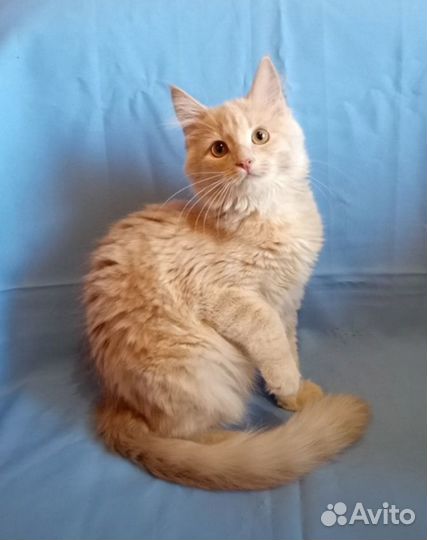 Очаровательные котятки