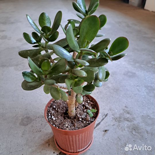 Комнатные цветы