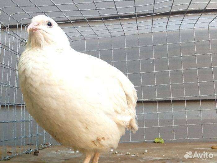 Инкубационное яйцо Техасский Big Quily