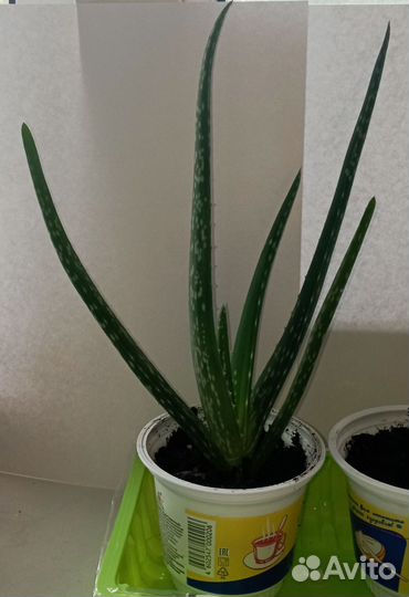 Алоэ вера растение