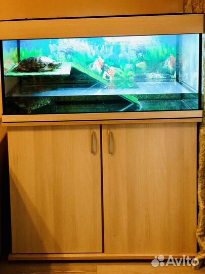 Красноухие черепахи