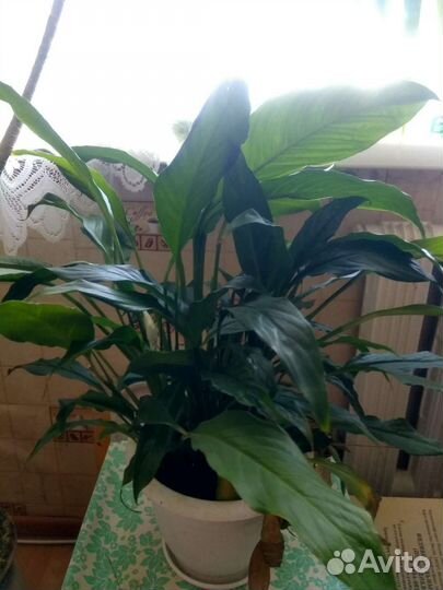 Комнатные цветы