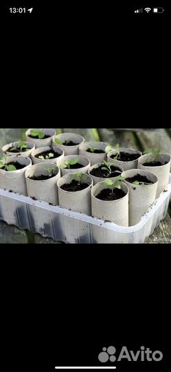 Втулки от туалетной бумаги 35 шт