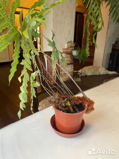 Цветок Флебодиум