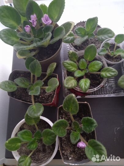 Фиалка Paul Bunyan