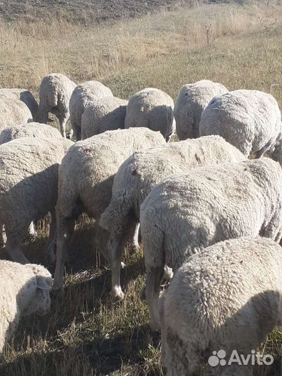 Ягнята. Овцы