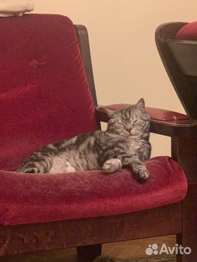 Передержка домашних животных, зооняня