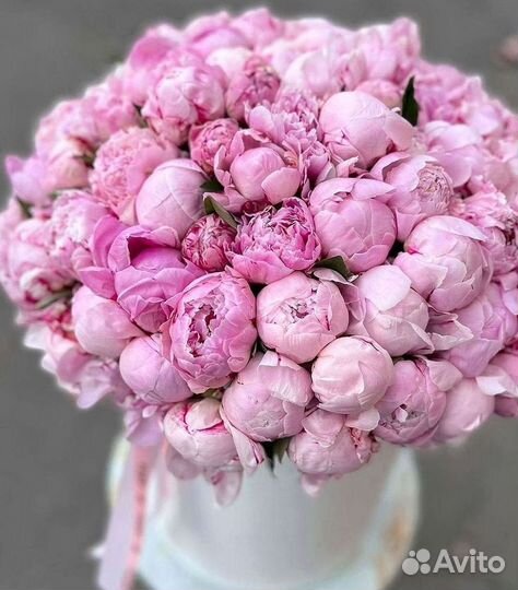 Пионы Цветы Доставка