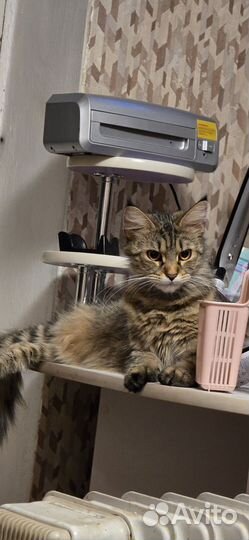 Мейн кун кошечка