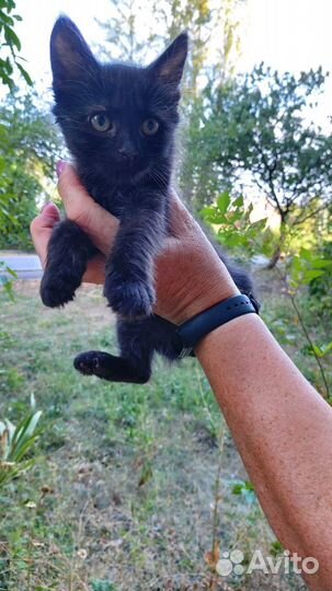 Котята