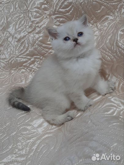 Шотландские котята