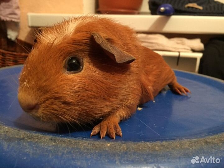 Продаю морских свинок оптом и в розницу