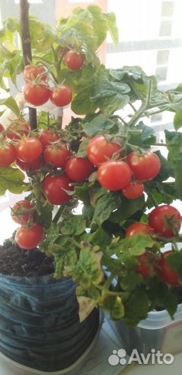 Помидоры черри Красная шапочка