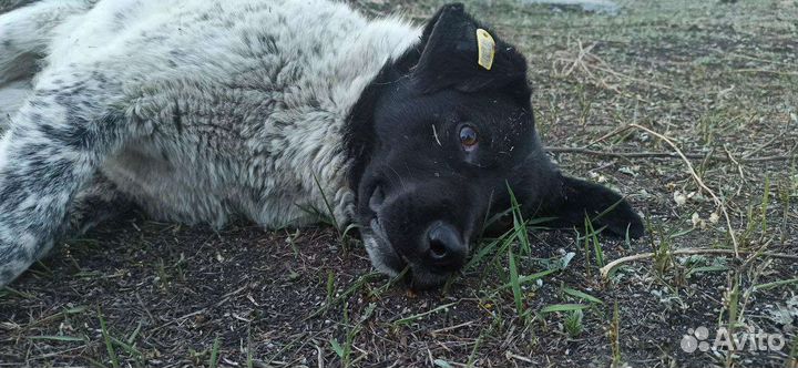 Верный пёс ищет верного хозяина