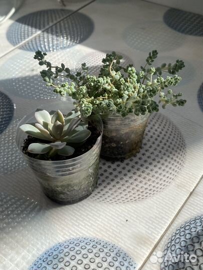 Суккуленты