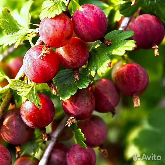 Крыжовник,Смородина