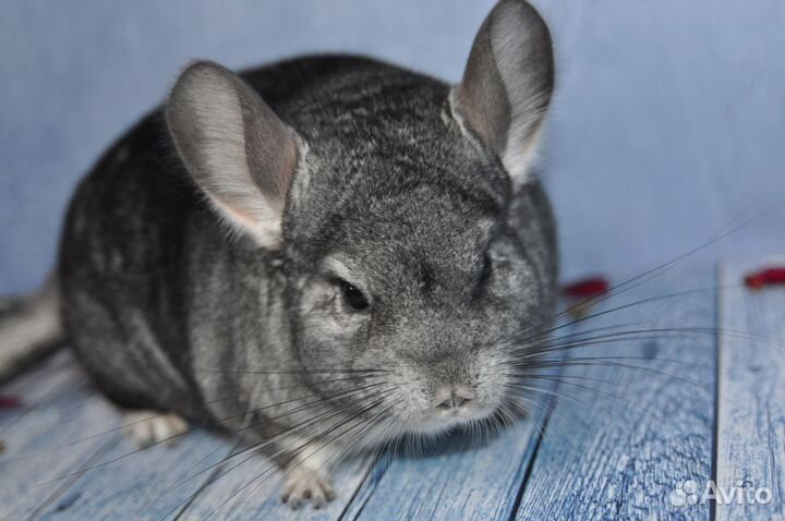 Шиншиллы - есть девочка, мальчик