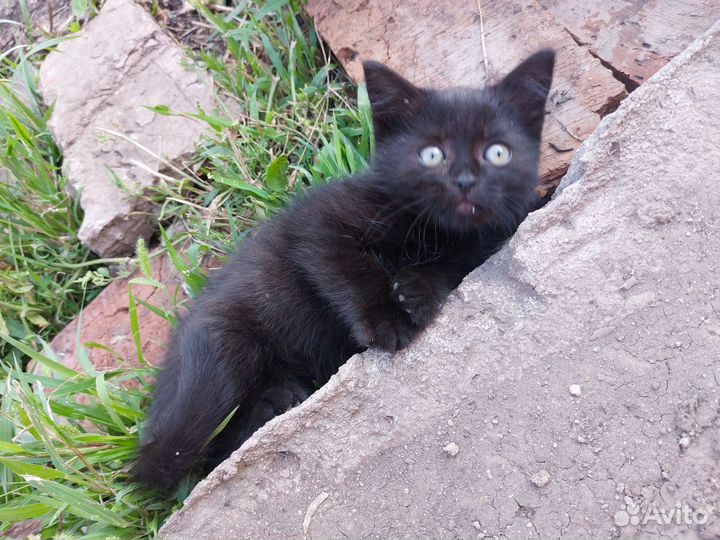 Британская кошка