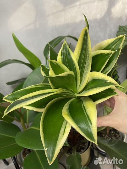 Сансевиерия ханни