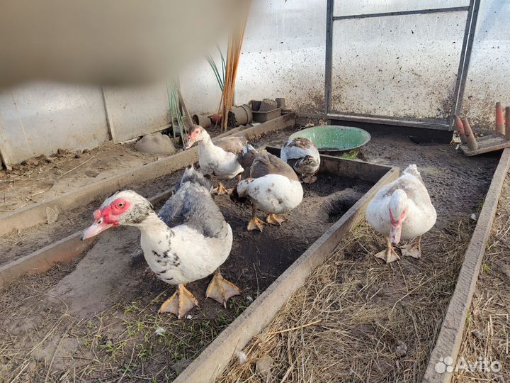 Мускусные утки