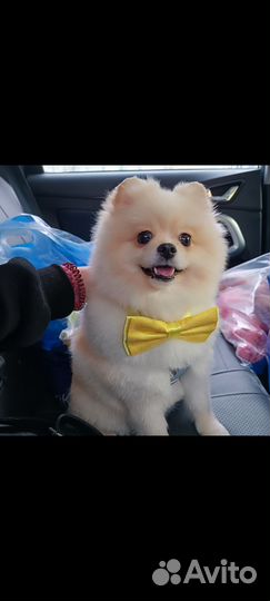 Вязка собак