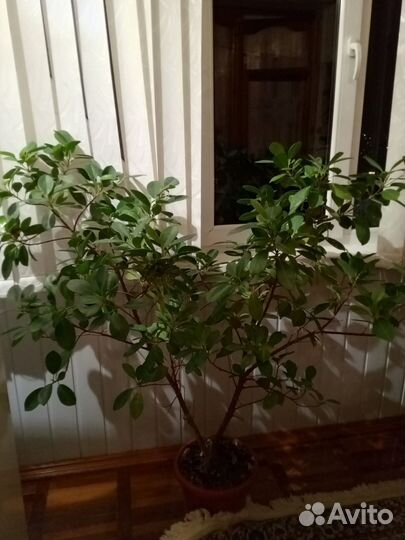 Фикус бенджамина