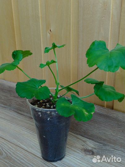 Пеларгония герань