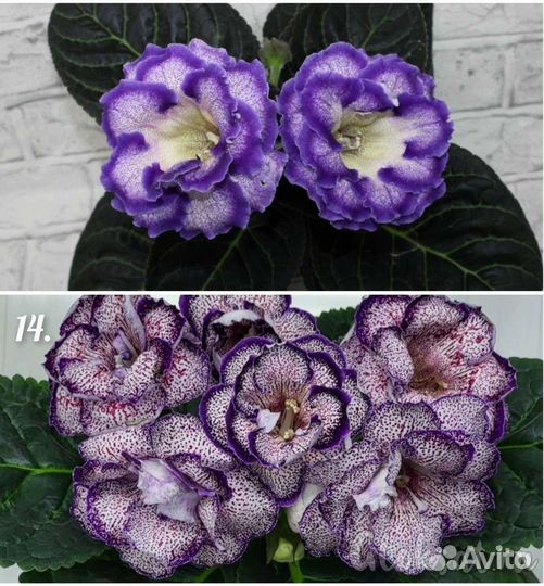 Глоксиния махровая семена
