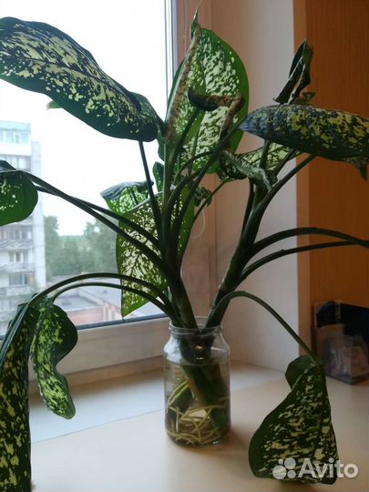 Диффенбахия