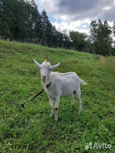 Козел Зааненский Вязка