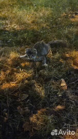 Котенок в добрые руки