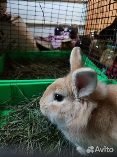 Декоративный кролик в добрые руки