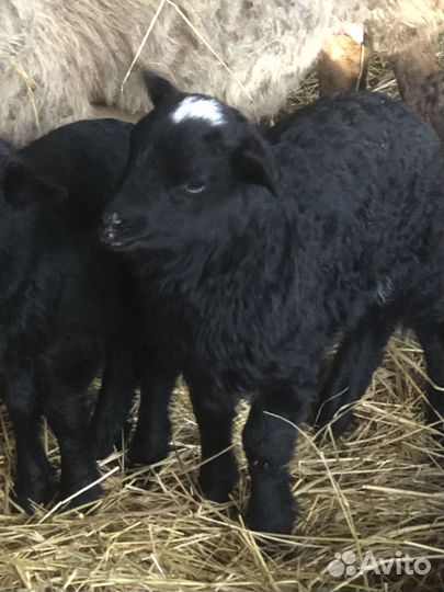 Барашки. Овцы. Ягнята. Бараны