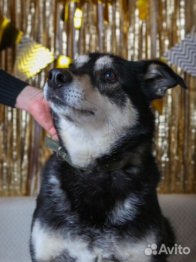 Собака из приюта хочет домой, помощь приюту