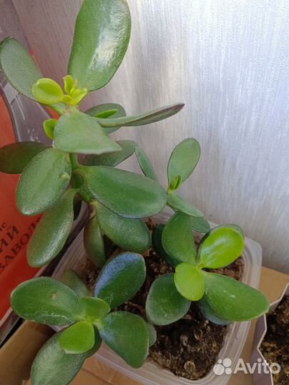 Комнатные цветы