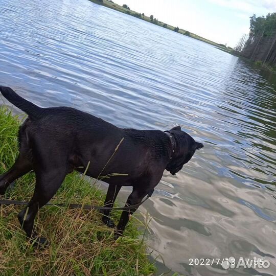 Вязка Кане корсо