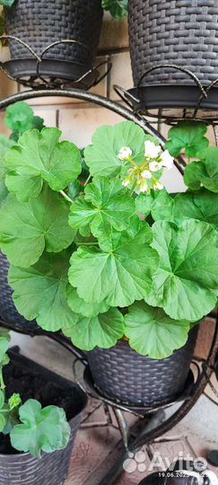 Пеларгония герань