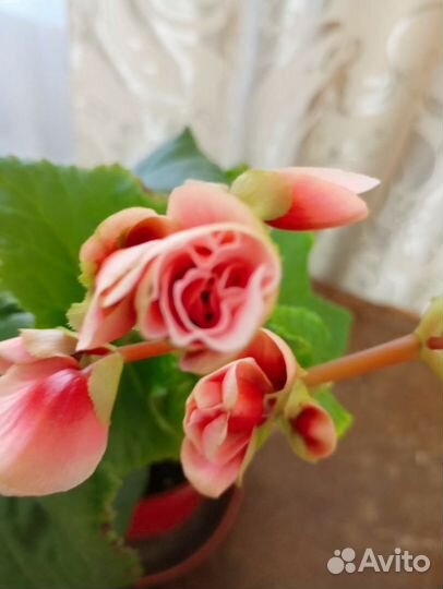 Бегония бориас