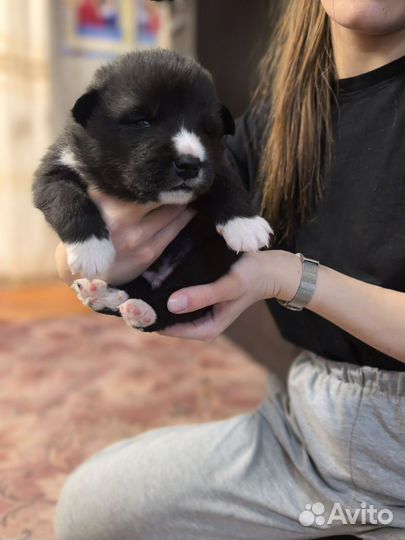 Щенки маламут