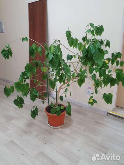 Китайская роза дерево