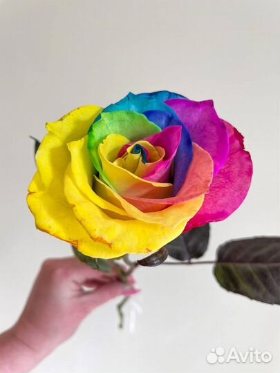 Радужная Роза Эвкадор