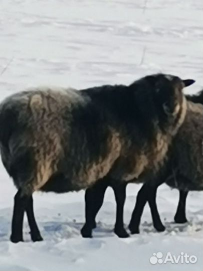 Баран на мясо, на племя