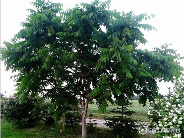 Саженцы маньчжурского ореха от 3лет и старше