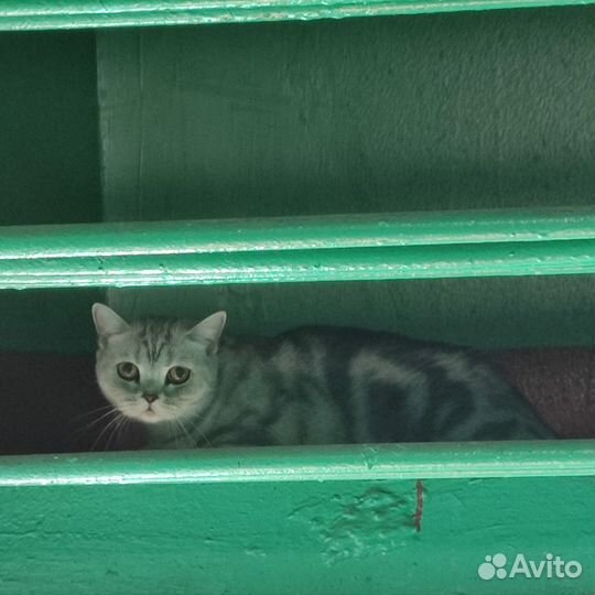 Кошка в дар шотландская