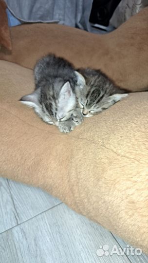 Шатланские котята