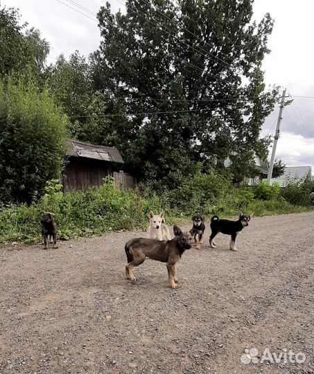 Щенки в добрые руки