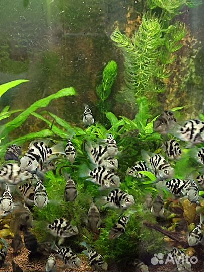 Рыбка сапфировый попугай