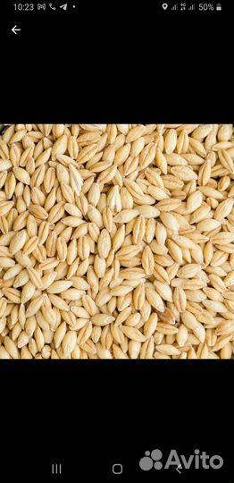 Пшеница